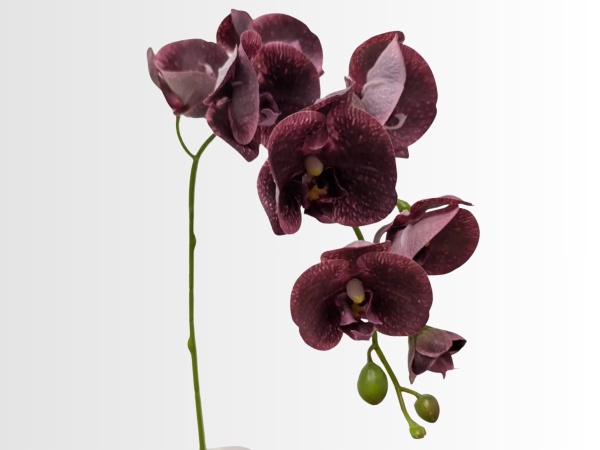 Orchid Category