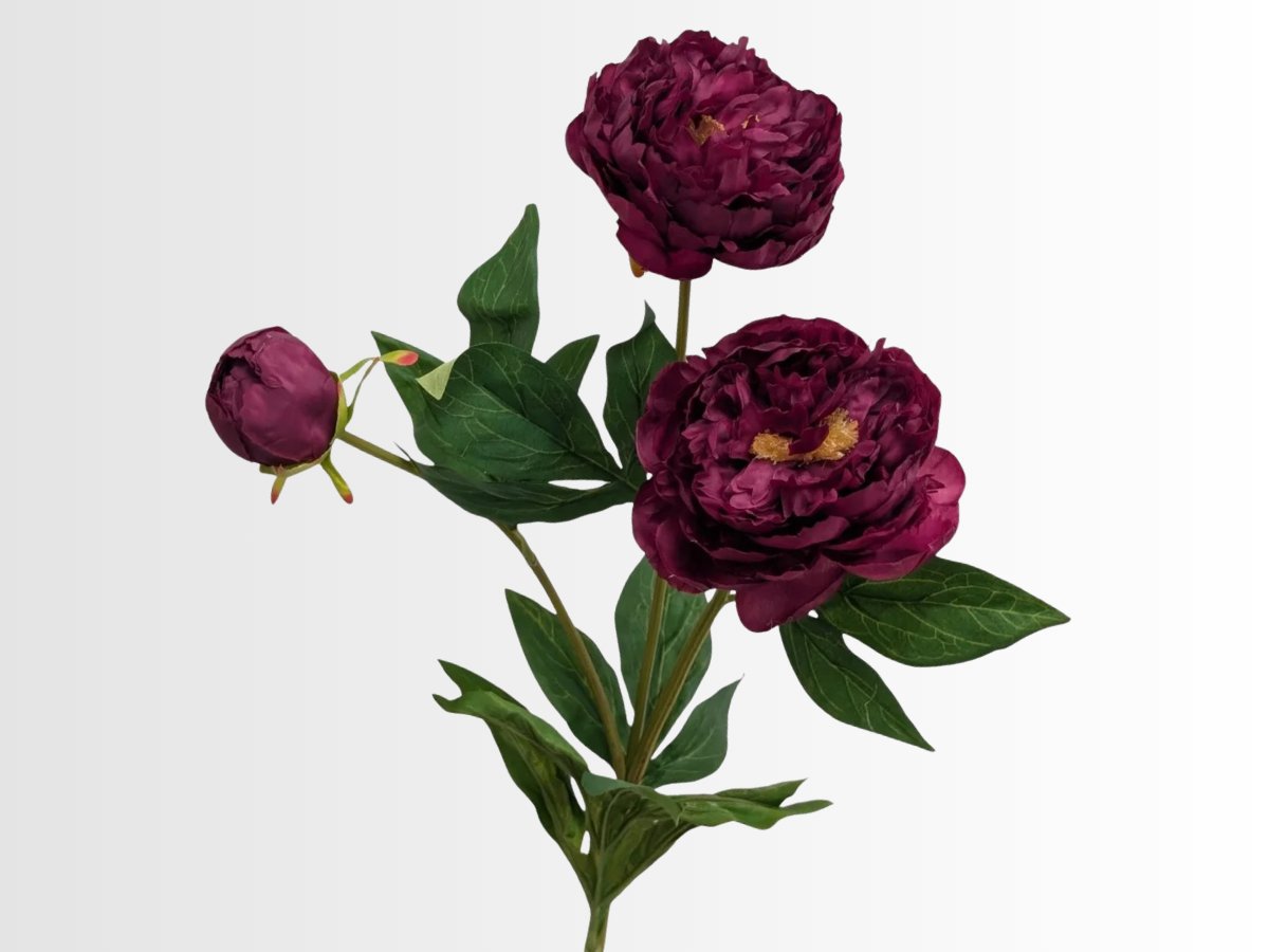 Peony Category