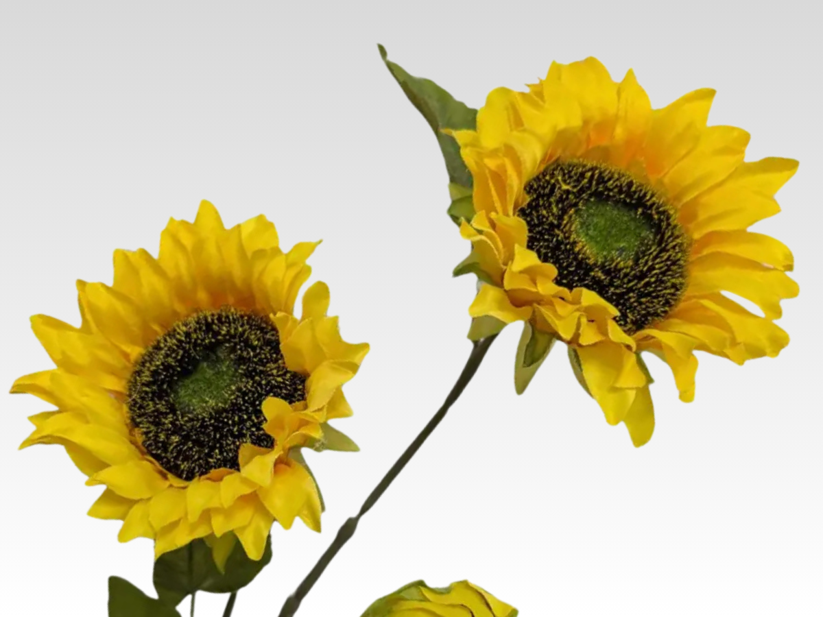 Sunflowers Category