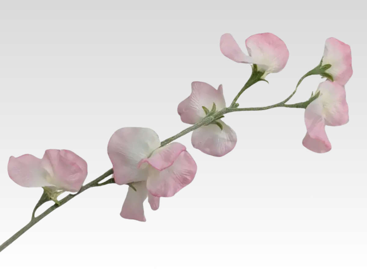 Sweetpea Category