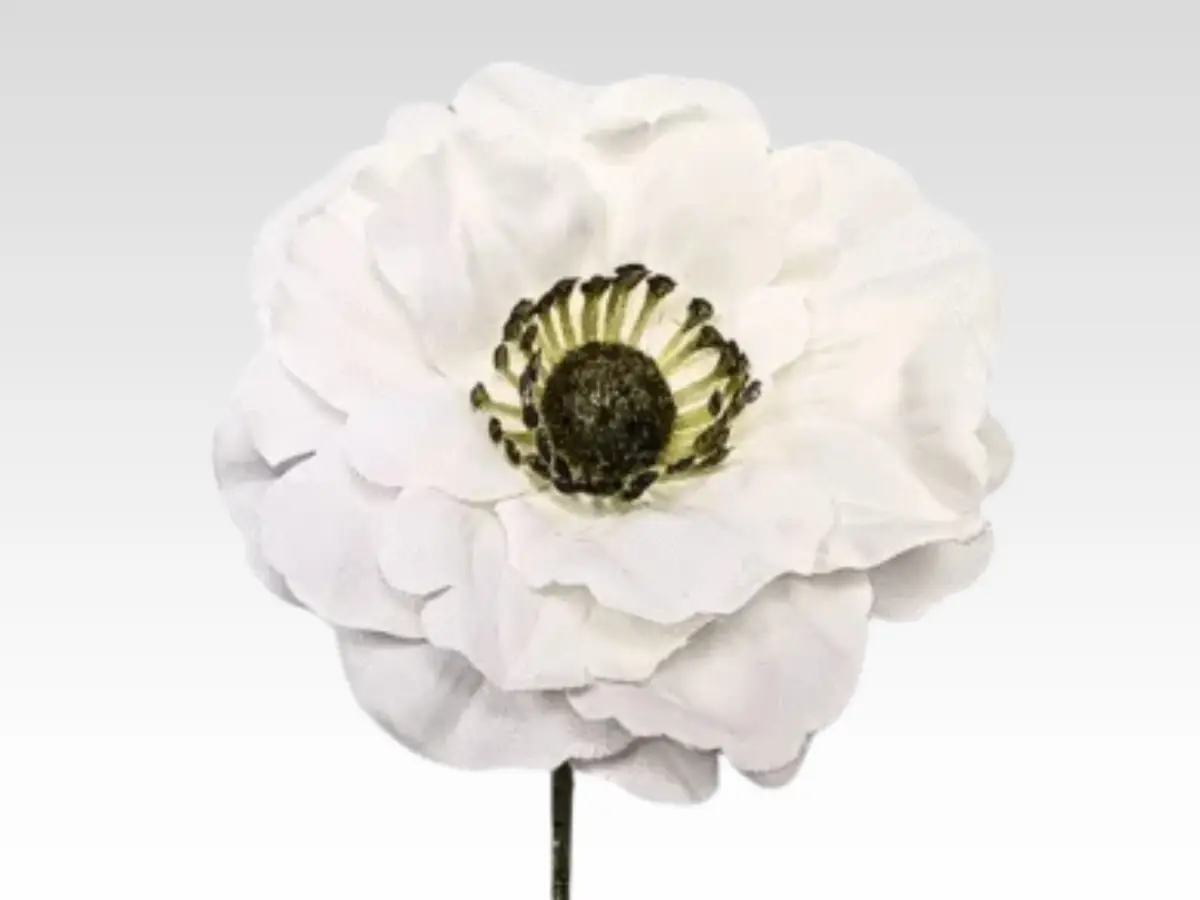 anemone category picture