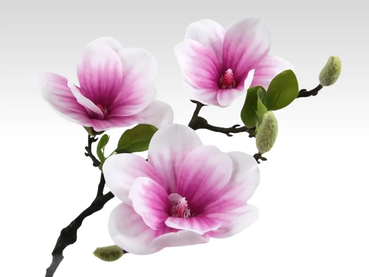 blossoms category pic