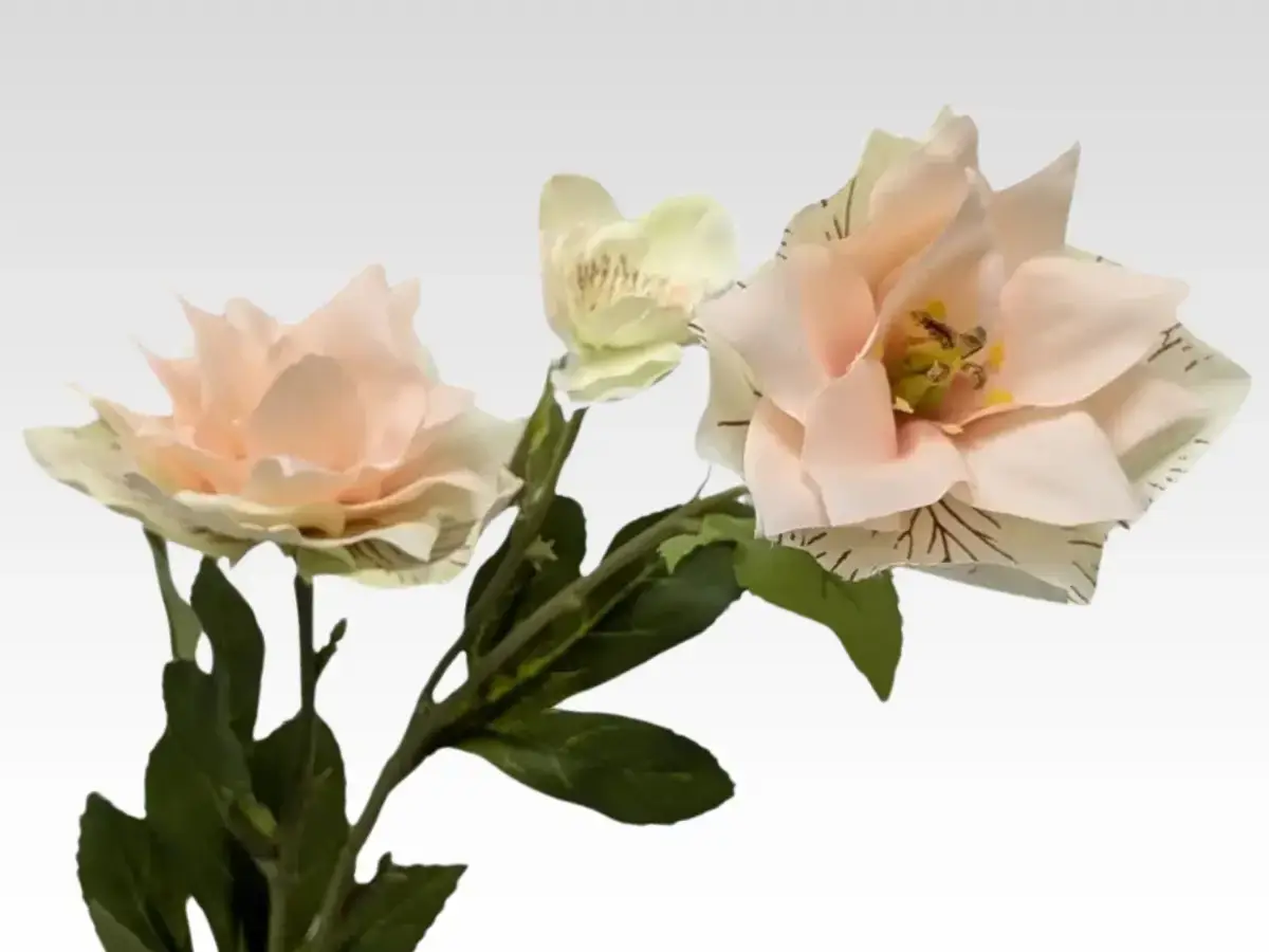 clematis category pic