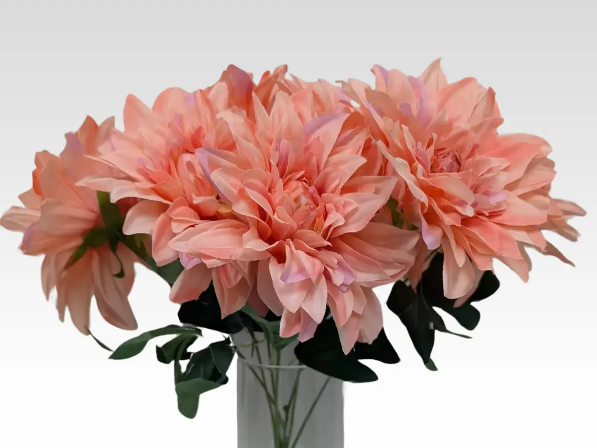 dahlia category pic