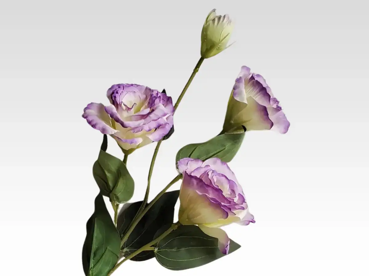 lisianthus category pic