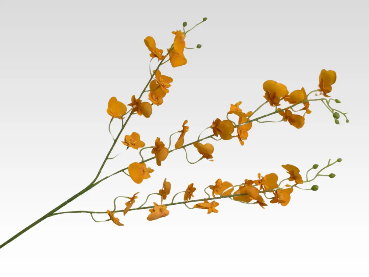new oncidium category pic