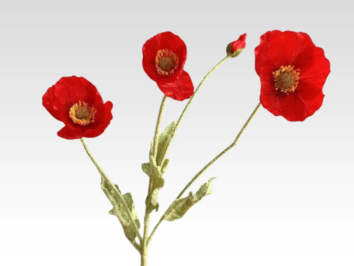 poppy category pic