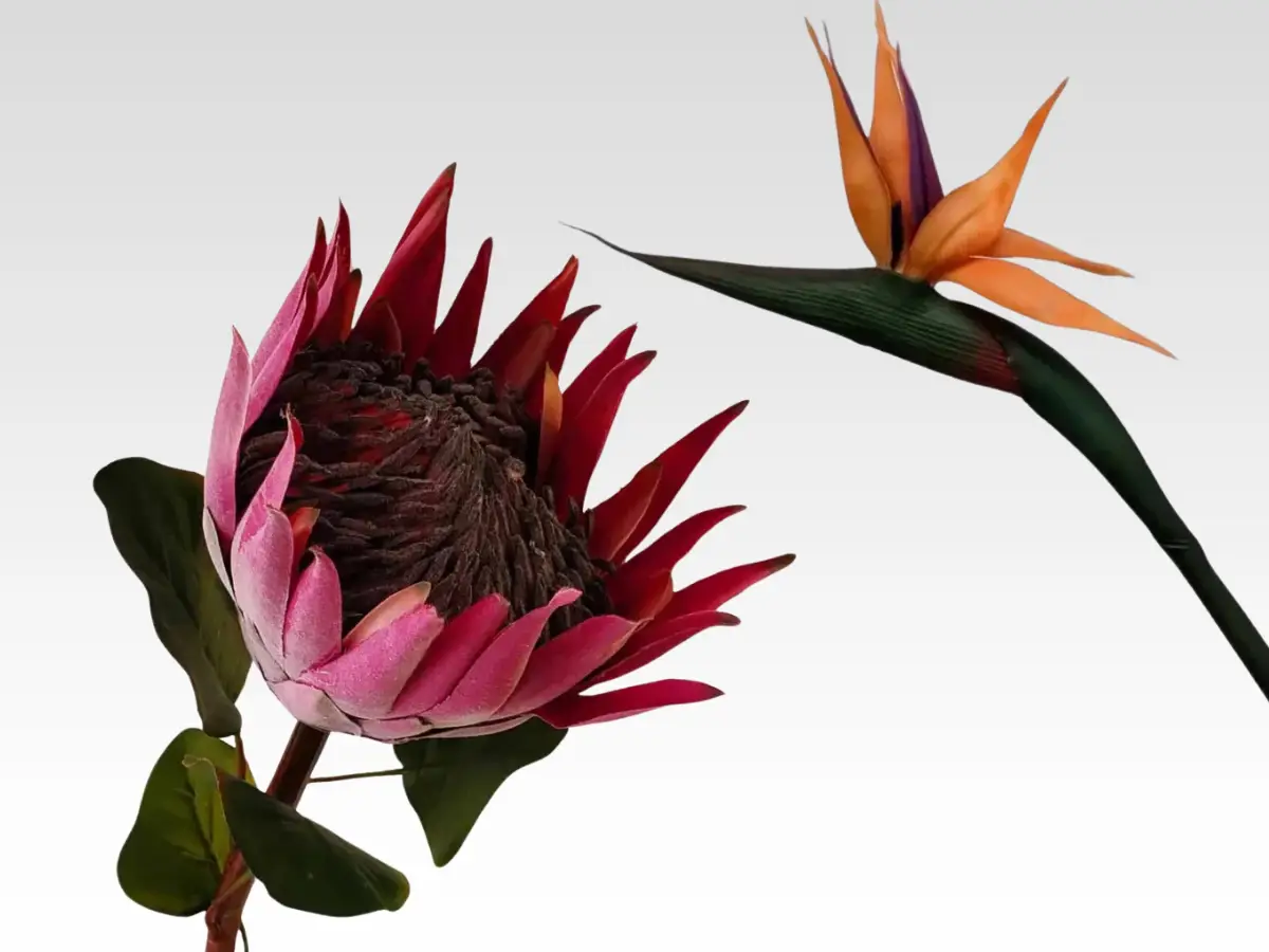protea and exotic category pic