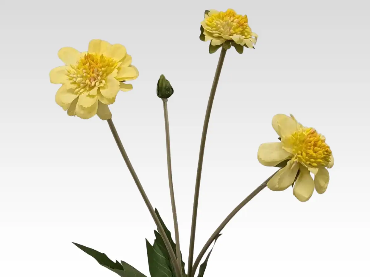 scabiosa category pic