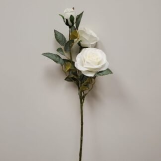 Single Stem rose