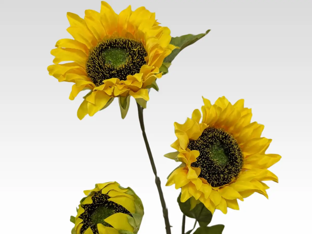 sunflower category pic