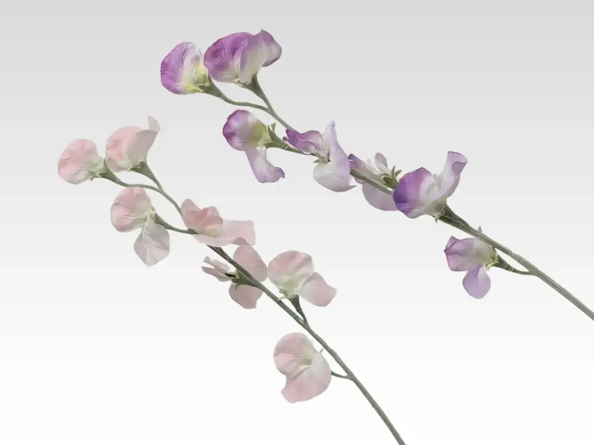 sweetpea category pic