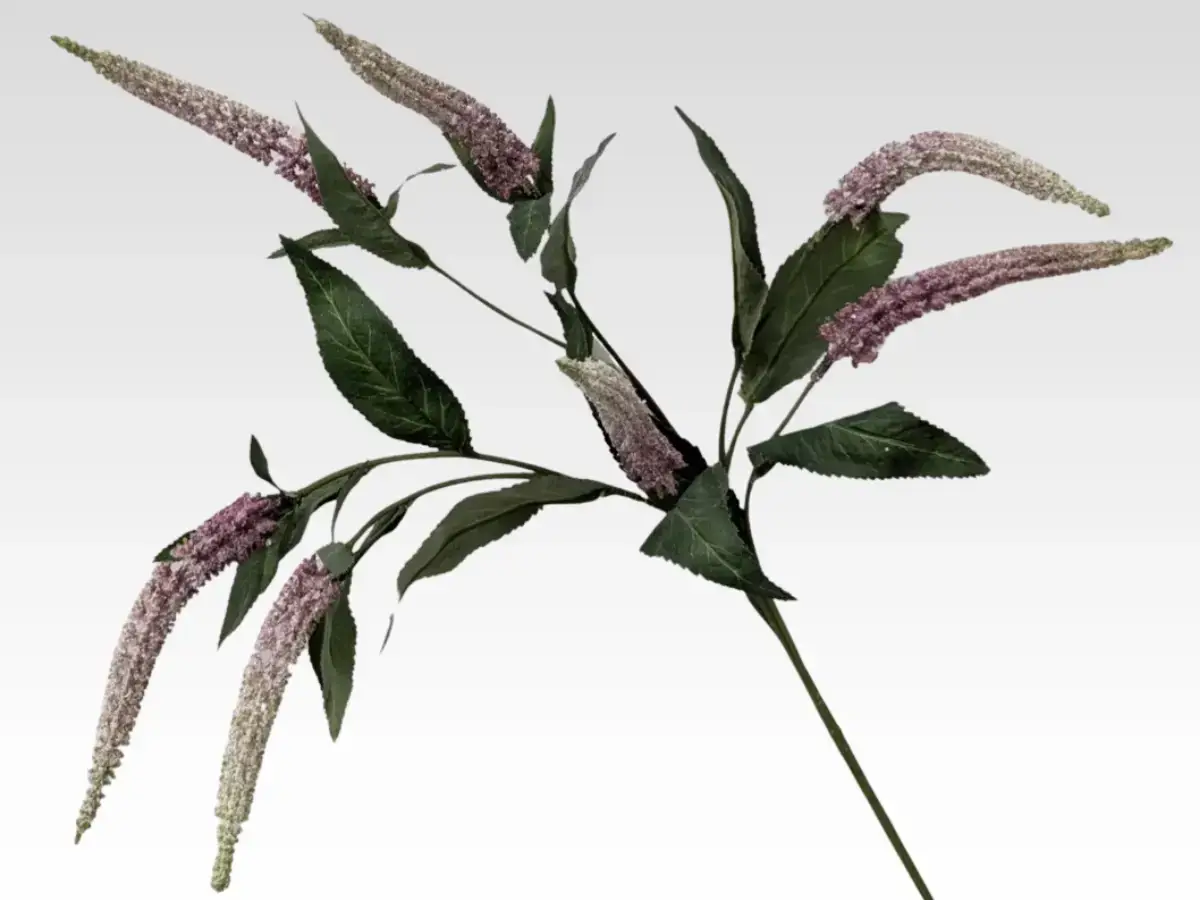 veronica category pic