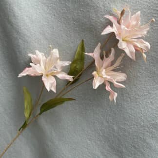 BLUSH ASIATIC LILY