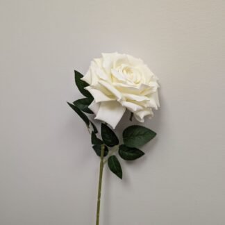 single stem white rose