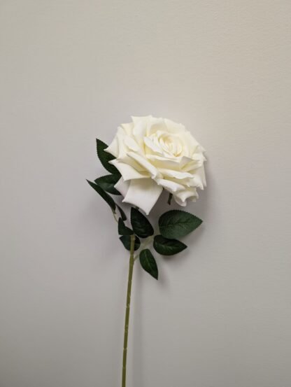single stem white rose