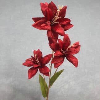 Burgundy Asiatic Lily