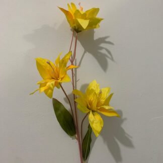 Yellow Asiatic Lily