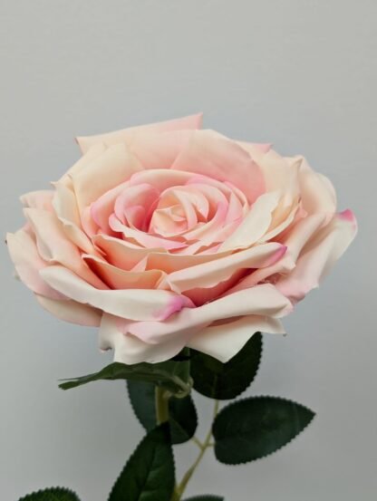 BLUSH SINGLE STEM OPEN ROSE 2