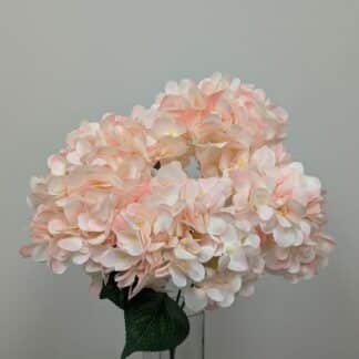 BLUSH SP HYDRANGEA