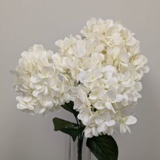 IVORY SP HYDRANGEA