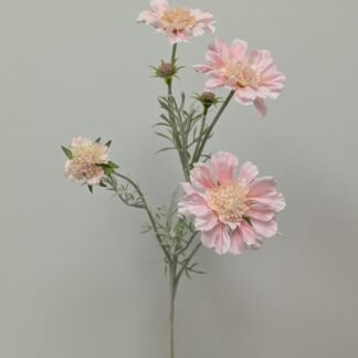 LT PINK SCABIOSA