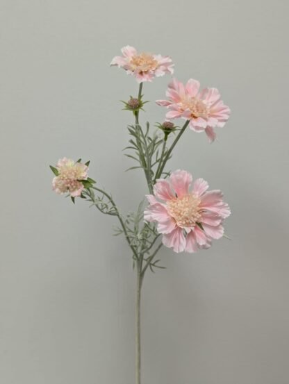 LT PINK SCABIOSA