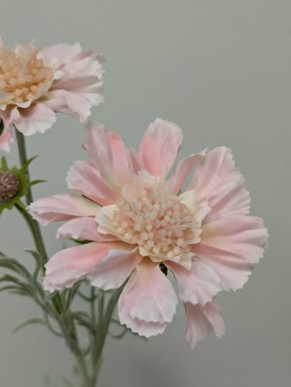 LT PINK SCABIOSA