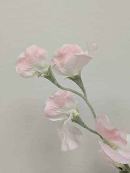 LT PINK SWEET PEA