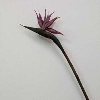 PURPLE BIRD OF PARADISE