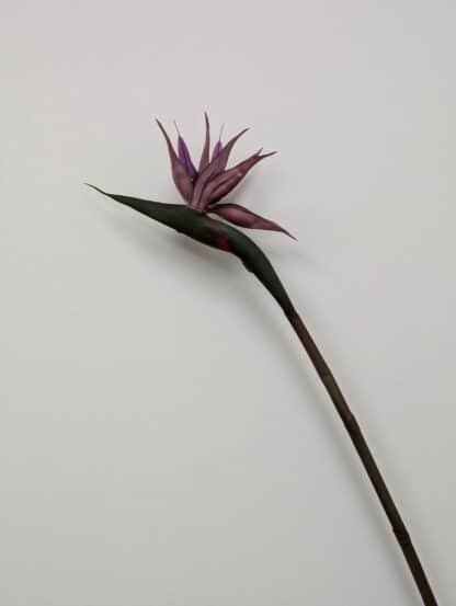 PURPLE BIRD OF PARADISE