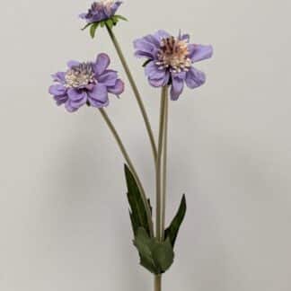 PURPLE SCABIOSA