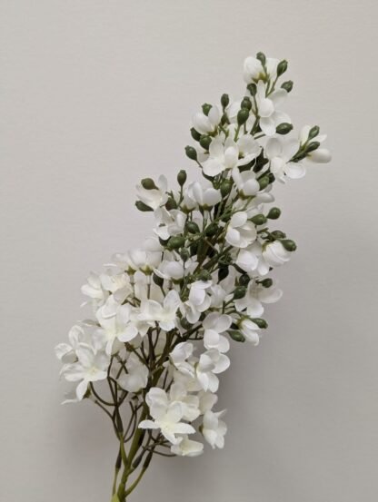 WHITE LILAC