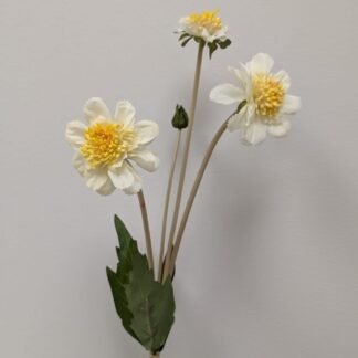 WHITE SCABIOSA