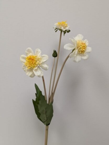 WHITE SCABIOSA