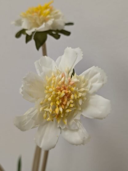 WHITE SCABIOSA