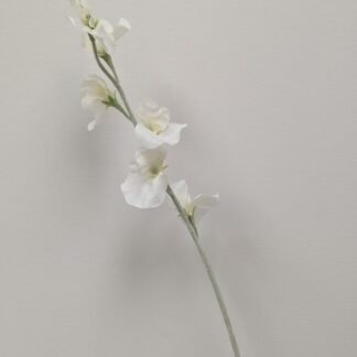 WHITE SWEET PEA