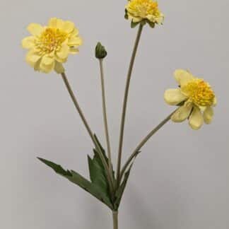 YELLOW SCABIOSA