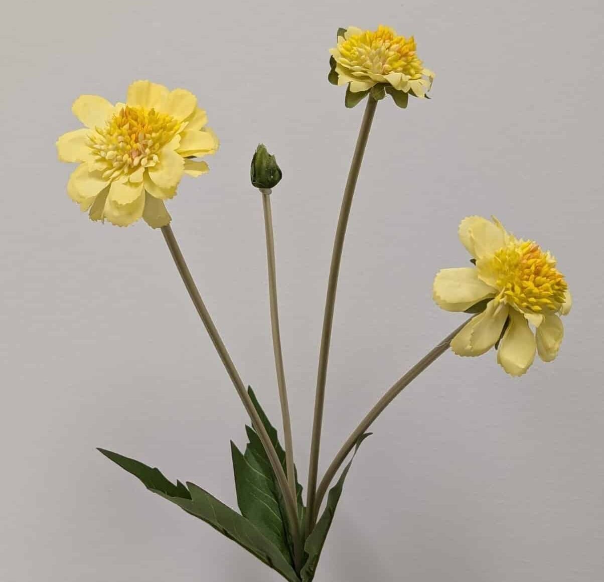 YELLOW SCABIOSA