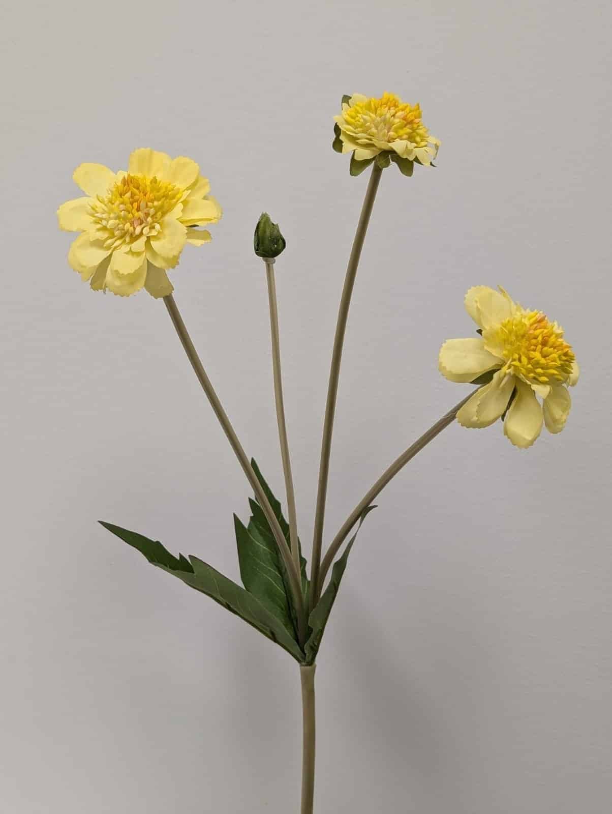 YELLOW SCABIOSA