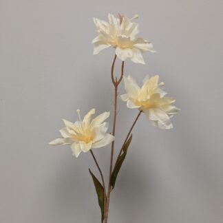 ivory asiatic lily