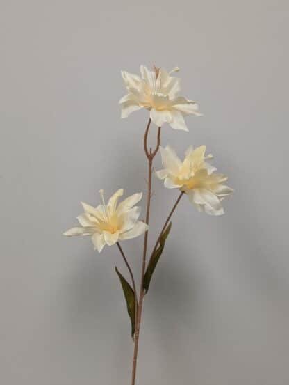 ivory asiatic lily