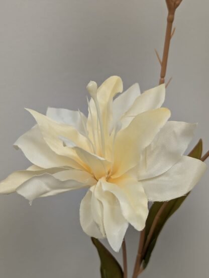 ivory asiatic lily