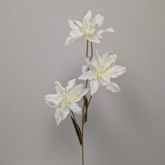 white asiatic lily