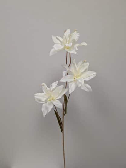 white asiatic lily