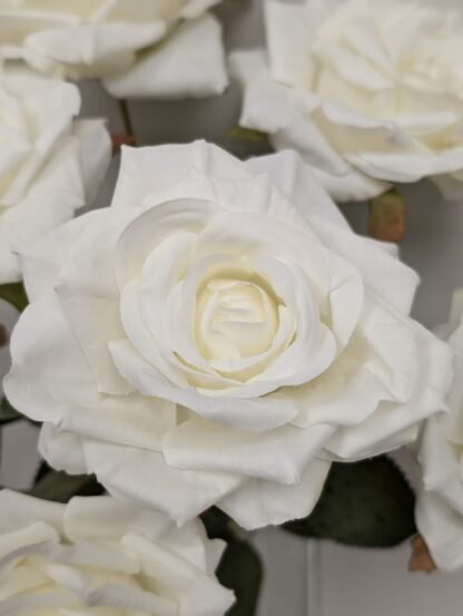 white diamond rose