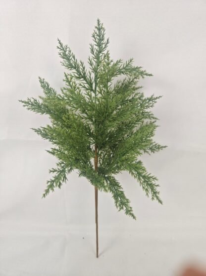 cedar branch