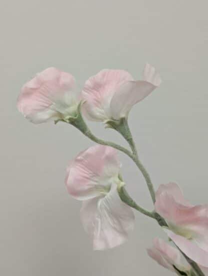 62cm Pink Sweet Pea 1