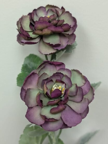 AUTUMN PURPLE RANUNCULUS