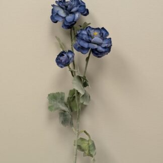 BLUE RANUNCULUS